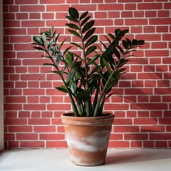 Zamioculcas Zamiifolia Plant in Terracotta Pot Against Brick Wall.