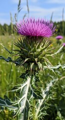 Purple Thistle Bloom in Summer Meadow - A Close-Up View.