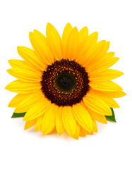 Fototapeta premium A single cheerful yellow sunflower