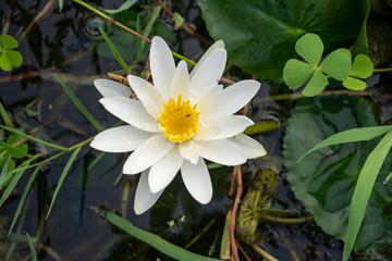 Vibrant white water lily with yellow center blooming peacefully in its natural pond habitat surrounded by lush green foliage and dark water