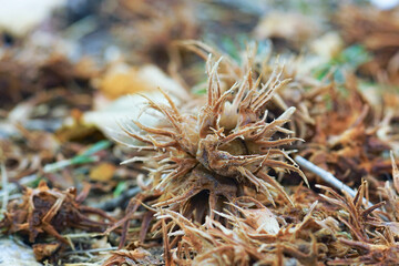 Autumn close-up photo with Turkish hazelnuts (Corylus colurna) lying on woodland soil. Concept of seasonal harvest, nature cycles, wild growth, forest produce, rural environment, and fall atmosphere.