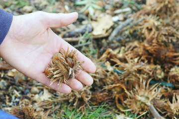 Hand presenting freshly gathered Turkish hazel with protective covering. Symbolizes of autumn foraging season, wild edible collection, nature connection activity, and outdoor learning experience.