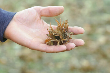 Hand holding Turkish hazel husk with spiky bracts and nuts against blurred ground litter. Foraging activity demonstration, wild nut identification, edible plant collection, nature exploration moment