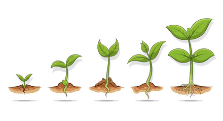 Sprout Growth Stages: Seedling Development Progression with Green Leaves. © Il