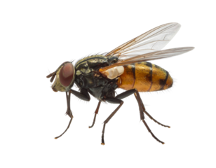  Fruit Fly Side Profile with Shadow Isolated on Transparent Background