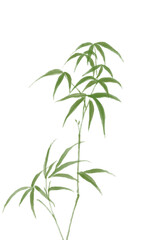 Naklejka premium Chinese style ink bamboo illustration