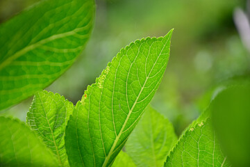 Fresh Green Leaves with Soft Natural Light
