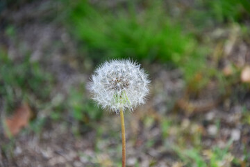 Dandelion Seed Head in Soft Natural Light