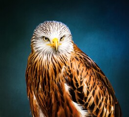 
Portrait photo of a beautiful red kite