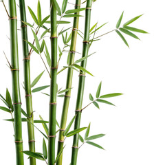Obraz premium Fresh green bamboo stems and leaves isolated on transparent background