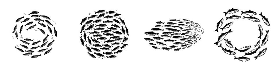 Four groups of schooling fish in dynamic circular formations