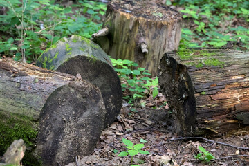 Several Old Decaying Logs Covered With Green Moss, Lying On The Ground In A Summer Forest. Natural Wood Decomposition.