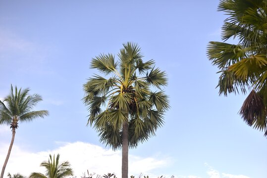 This striking image features the dense, fan-shaped fronds of a tall Sugar Palm or Borassus flabellifer tree, set against a clear, light blue sky with wispy white clouds.