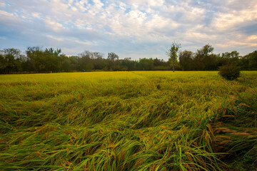 Obraz premium Beijing Jingxi Rice field and sunset clouds, China