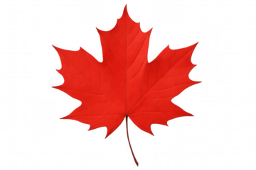 Red maple leaf showcasing vibrant autumn colors. Symbolizing canada and the fall season. Isolated on a transparent background