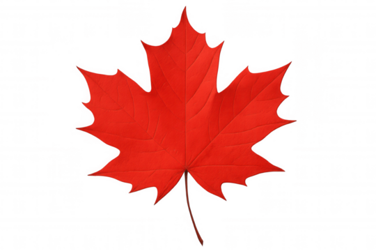 Red maple leaf showcasing vibrant autumn colors. Symbolizing canada and the fall season. Isolated on a transparent background