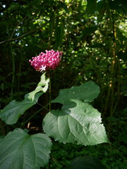 Cl&eacute;rodendron dans un jardin