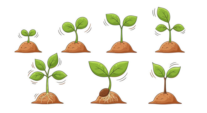 Seedling Growth Stages: Illustration of Sprout Development from Seed to Plant.