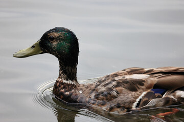 Close Up Portrait Of A Male Mallard Duck (Anas Platyrhynchos), An Eclipse Drake In Molting Plumage, Swimming In Calm Water.