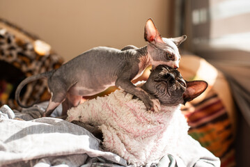 Sphynx cat playfully approaches a resting feline in a cozy indoor setting