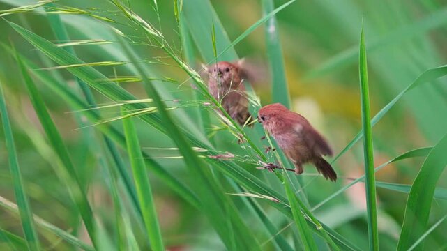 Vinous-throated Parrotbills Foraging on Reed Grass in Slow Motion