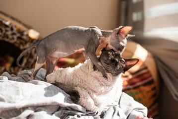 Sphynx cats playing and cuddling on a cozy blanket in a sunlit room during the afternoon