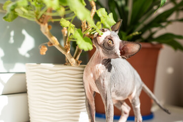 Sphynx cat exploring a houseplant in bright sunlight near other greenery