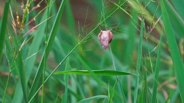 Vinous-throated Parrotbill Acrobatics: Clinging Upside Down on Grass Stalks
