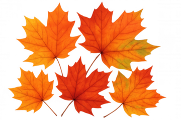 Autumn maple leaves in vibrant red and orange colors presenting the fall season on transparent background