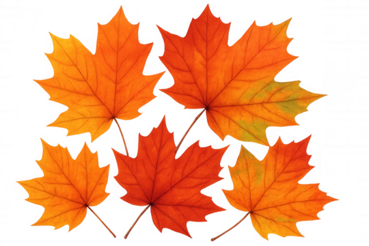 Autumn maple leaves in vibrant red and orange colors presenting the fall season on transparent background