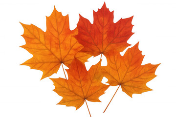 Fototapeta premium Autumn maple leaves falling, vibrant red foliage, orange fall color changing season, transparent background