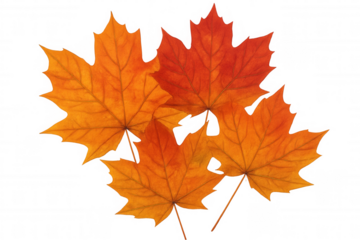 Autumn maple leaves falling, vibrant red foliage, orange fall color changing season, transparent background