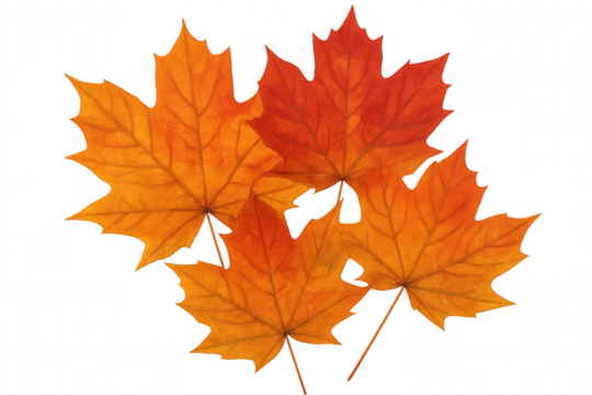 Autumn maple leaves falling, vibrant red foliage, orange fall color changing season, transparent background