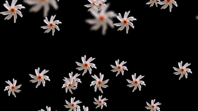 sewali flower, durga puja flower, sewali, Night-flowering Jasmine, coral jasmine, or Night Jasmine