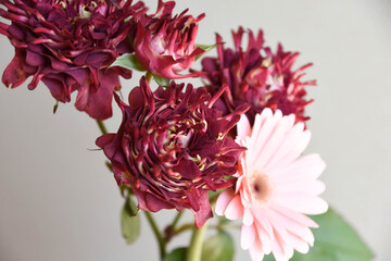 紅華美とガーベラ