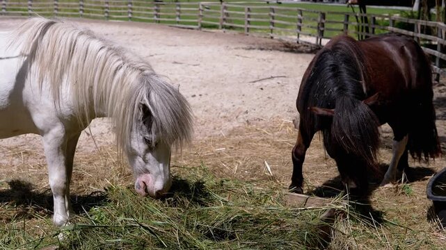 Two ponies share a meal of hay at a ranch, their contrasting colors creating a visually appealing scene of farm life.