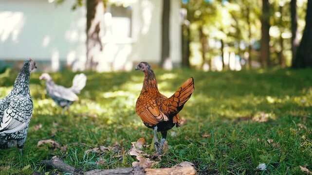Close-up of a golden Sebright chicken on a green lawn, other chickens in the background. Idyllic rural scene, promoting organic farming.