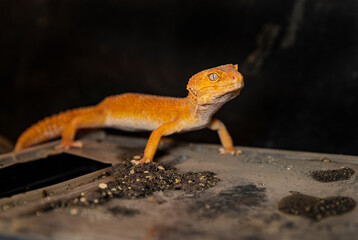 A bright orange leopard gecko with beautiful eyes. Eublifar lizard