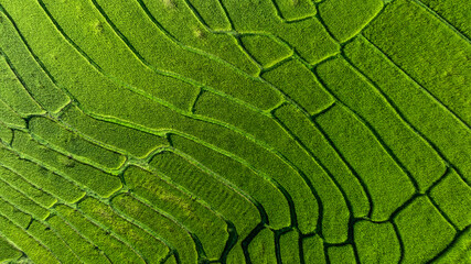 Aerial top view rice fields agriculture land, Rice fields prepare the harvest, Beautiful rice fields nature landscape texture and background.