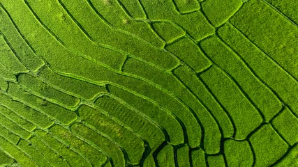 Fototapeten Reisfelder Aerial top view rice fields agriculture land, Rice fields prepare the harvest, Beautiful rice fields nature landscape texture and background.  © Kalyakan