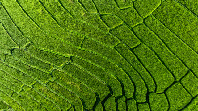 Fototapeta Aerial top view rice fields agriculture land, Rice fields prepare the harvest, Beautiful rice fields nature landscape texture and background.