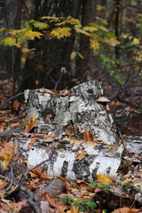 Old Birch Logs And A Stump Lying Among Fallen Yellow And Brown Leaves In An Autumn Forest. Fungi Growing On The Bark.