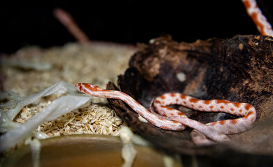 A brightly patterned baby corn snake. The snake sheds its skin.