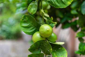 Close-up green lime hanging at lime tree in vegetable garden. Green organic lime citrus agriculture concept.