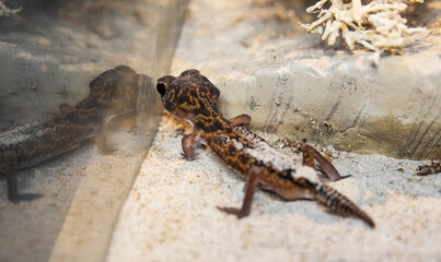 Close-up of a small lizard, a side view of a gecko camouflaged in sandy substrate.