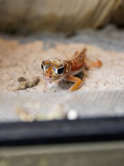 Exotic Pet, Adorable Terrestrial Gecko Hiding in Naturalistic Enclosure. Funny lizard
