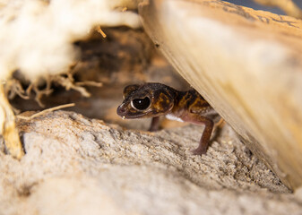 Funny lizard. Small Desert Gecko Peeking from Sand and Moss in Terrarium