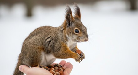 A squirrel eating nuts from a hand in a snowy forest.