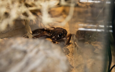 Funny lizard. Reptile Portrait, Gecko with Large Eyes and Reflection in Glass