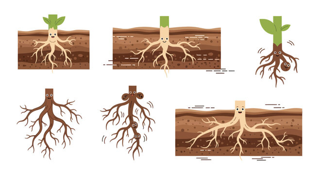 Plant Root System Illustrations: Different Root Structures in Soil and Without Soil.
